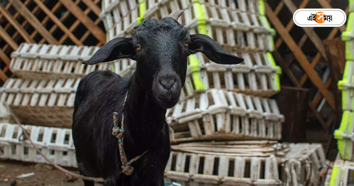 Black Goat Meat,বাংলার কালো পাঁঠার মাংস রপ্তানি বাহারিনের বাজারে – packaged bengal black goat meat is now available in bahrain middle east market