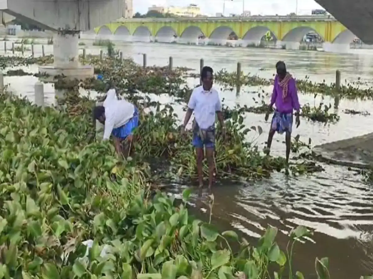 மதுரை: வைகை ஆற்றை ஆக்கிரமித்துள்ள ஆகாயத்தாமரைகள்! வீணாகும் வைகை அணை நீர்! 
