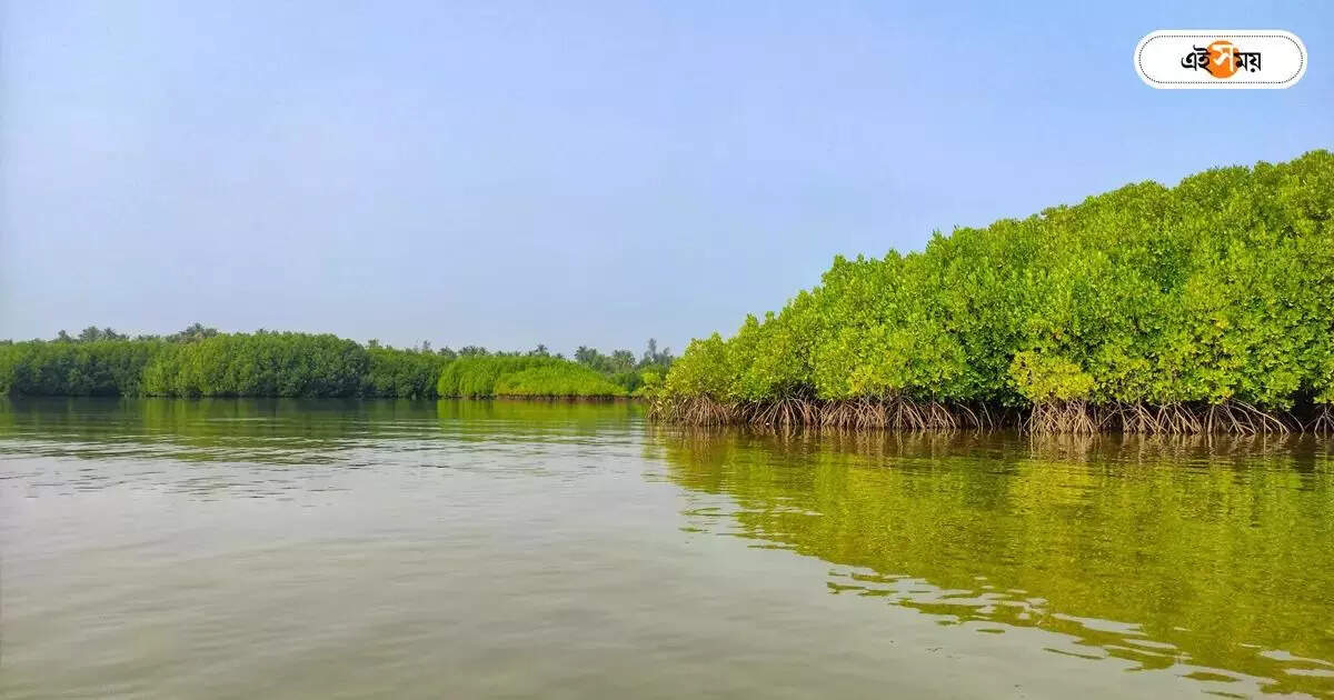 Sundarbans,সুন্দরবনে বনকর্মী খুনে গ্রেফতার ৩ বাংলাদেশি জলদস্যু, হেফাজতে নিল পুলিশ – police arrested 3 people in sundarban forest worker murder case