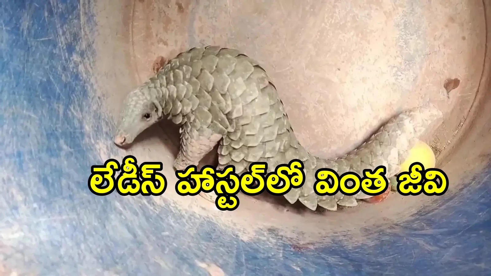 ప్రకాశం: లేడీస్ హాస్టల్‌లో వింత జంతువు.. చూడ్డానికి డైనోసార్‌లా, ఏంటా అని ఆరా తీస్తే!