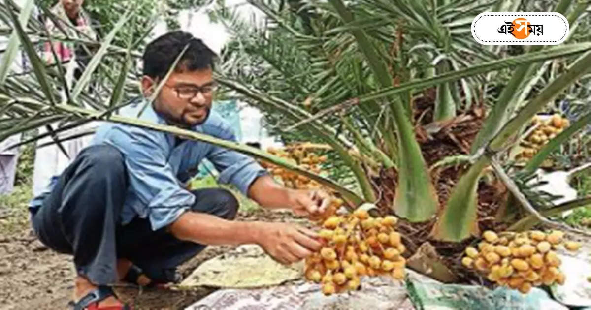 West Bengal Trending News : বাংলার মাটিতে আরবের খেজুর – a farmer from hasanabad abdul hamid mondal is cultivating dates of the mariam variety from saudi arabia