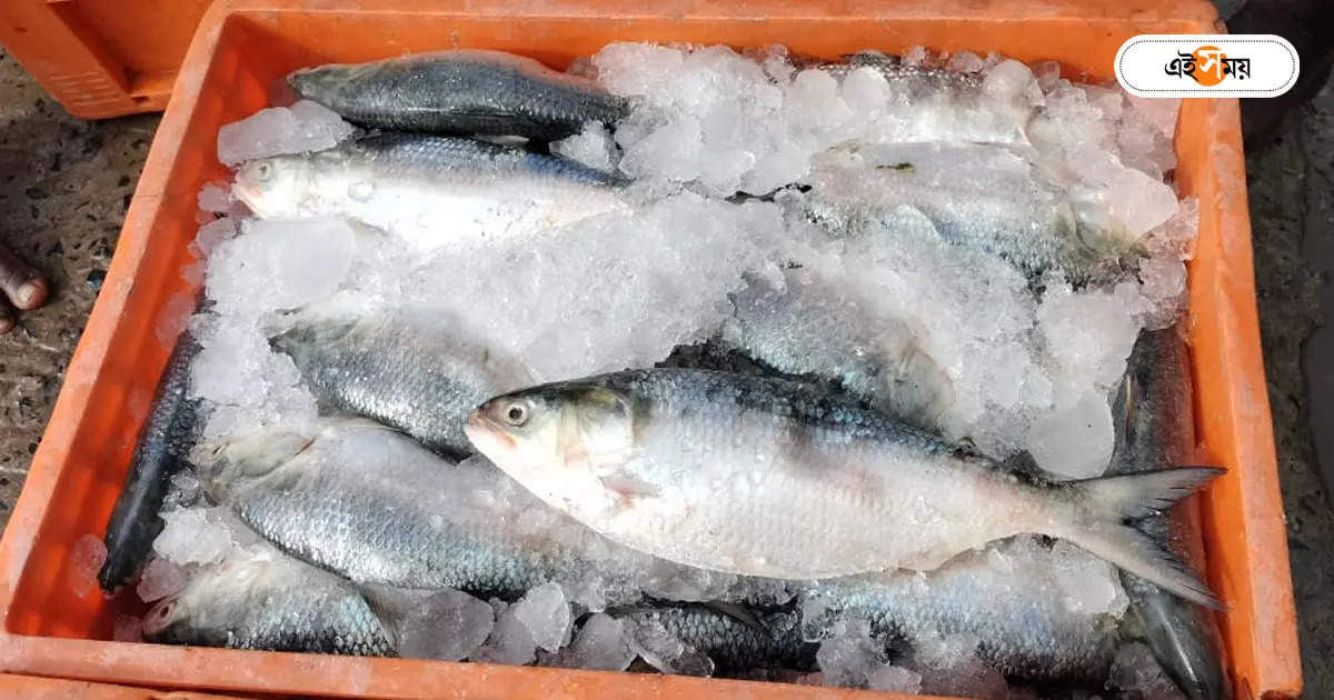 Hilsa Fish : ডায়মন্ড হারবার থেকে উদ্ধার ১ কুইন্টাল খোকা ইলিশ, তোলা হবে নিলামে – diamond harbour police seized trawler loaded of khoka ilish