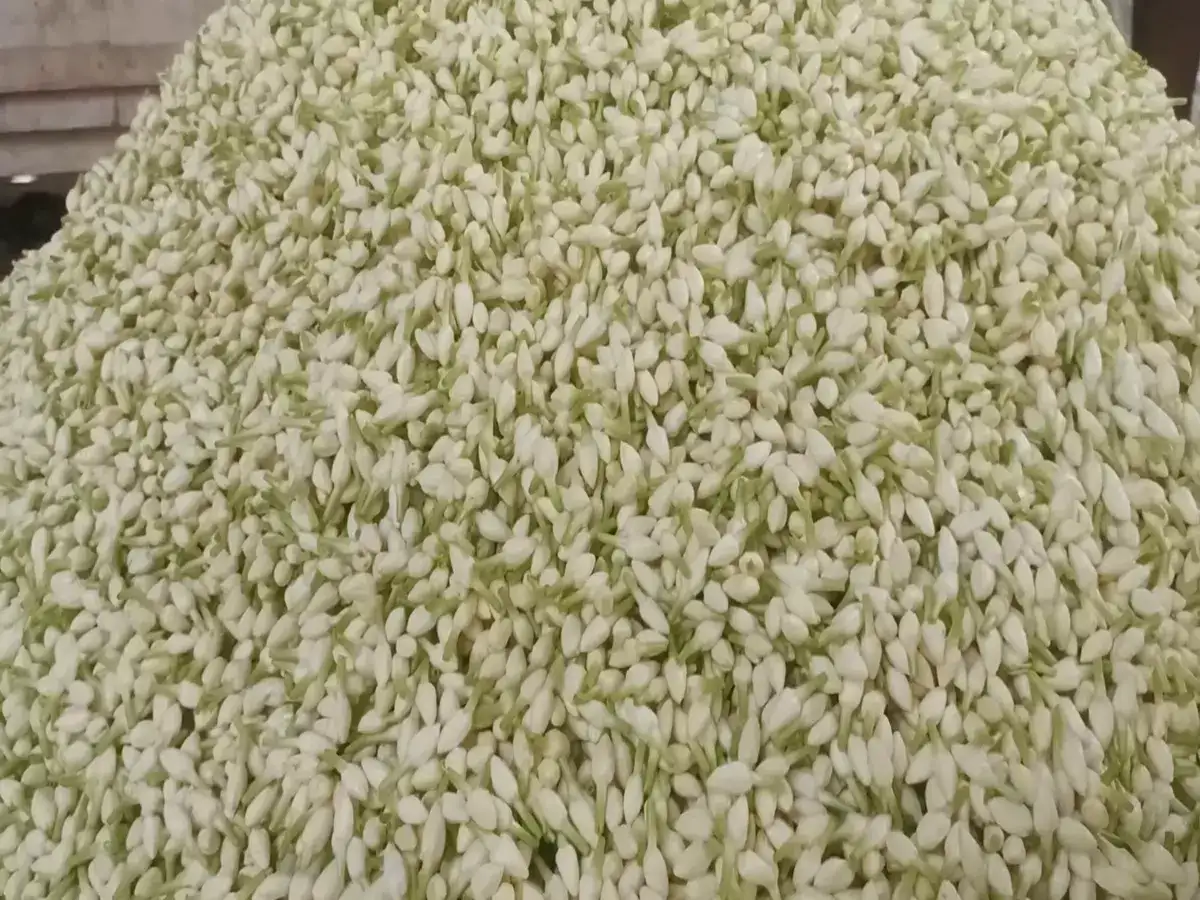 Ayudha Pooja 2023: மதுரையில் மல்லிகை பூ கிலோ 1300க்கு விற்பனை! பொதுமக்களுக்கு ஷாக் குடுக்கும் பூக்கள் விலை! 