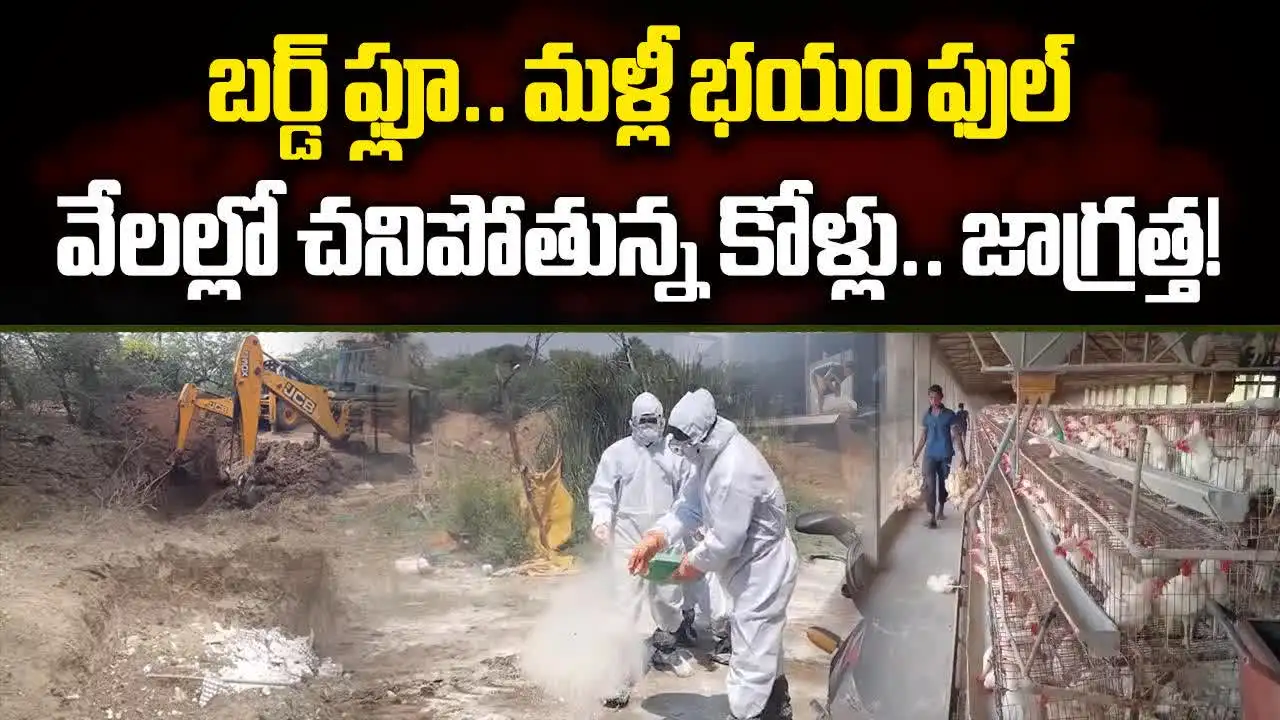 జాగ్రత్త.. బర్డ్ ఫ్లూ మళ్లీ వచ్చేస్తోంది.. వేలల్లో చనిపోతున్న కోళ్లు..