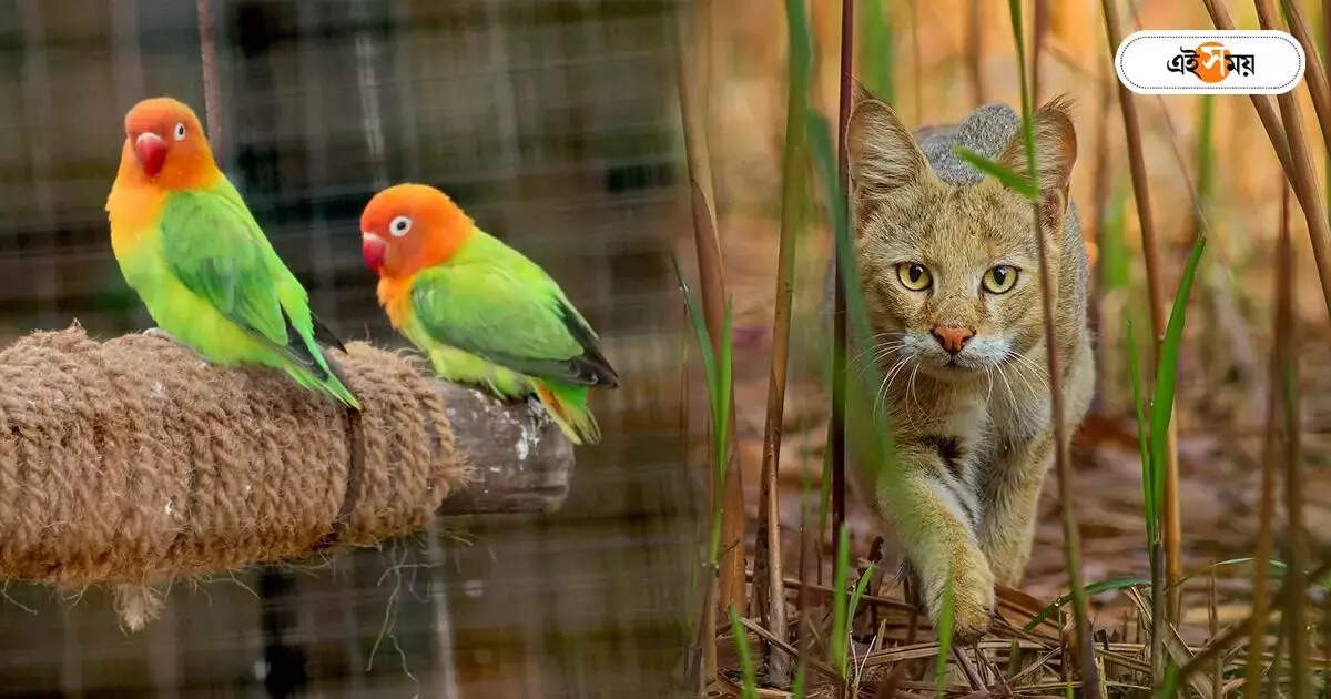 Zoological Survey Of India,এক পোর্টালে দেশের সব প্রাণী! রেকর্ডের মুখে ZSI – indian all creatures name will be in one portal zsi is going to create history