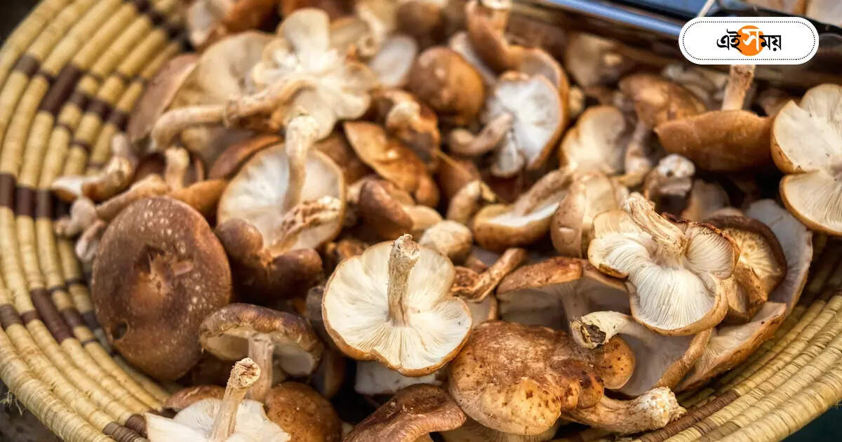 Mushroom Farming : মাশরুম চাষ করে গৃহবধূদের আয়ের পথ দেখাচ্ছেন সুশীলা – raiganj women sushila is showing of income by mushroom farming