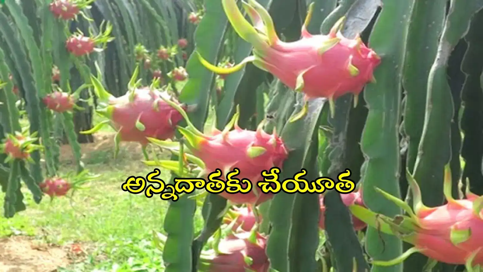 హైదరాబాద్ శివారు రైతుకు చేయూత.. రేవంత్ సర్కార్ సరికొత్త ఐడియా