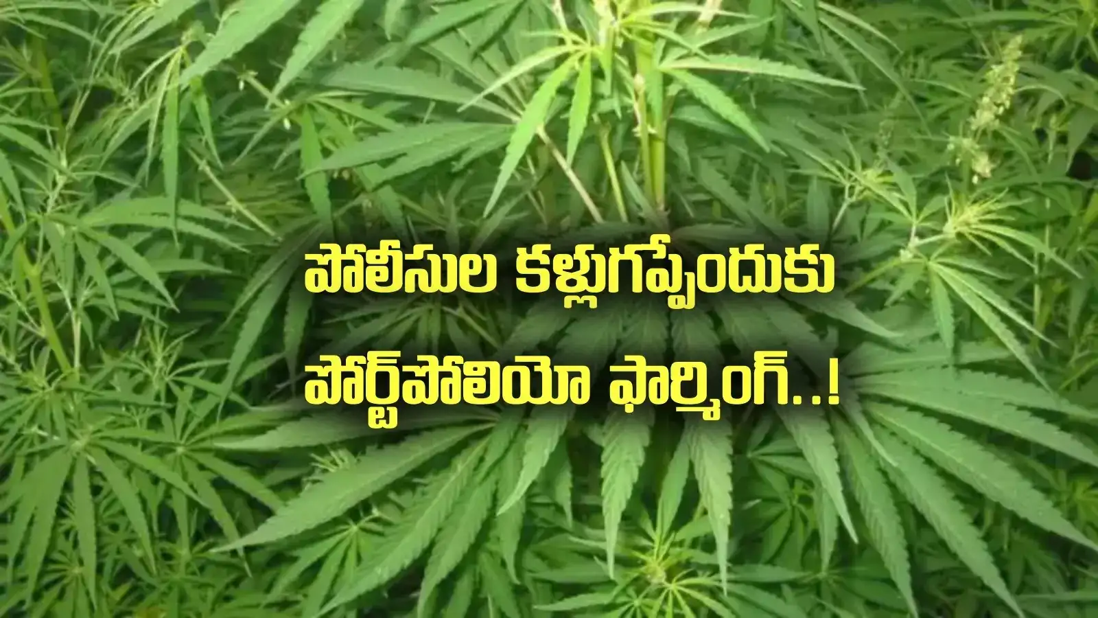 Portfolio Farming: ఎలా వస్తాయయ్యా ఇలాంటి ఐడియాలు.. మీ తెలివికి దండం పెట్టా!