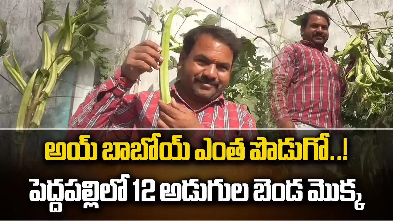 ఇంత పొడుగు బెండకాయలా.. సుల్తానాబాద్‌లో ఆశ్చర్యపరుస్తున్న బెండ చెట్టు