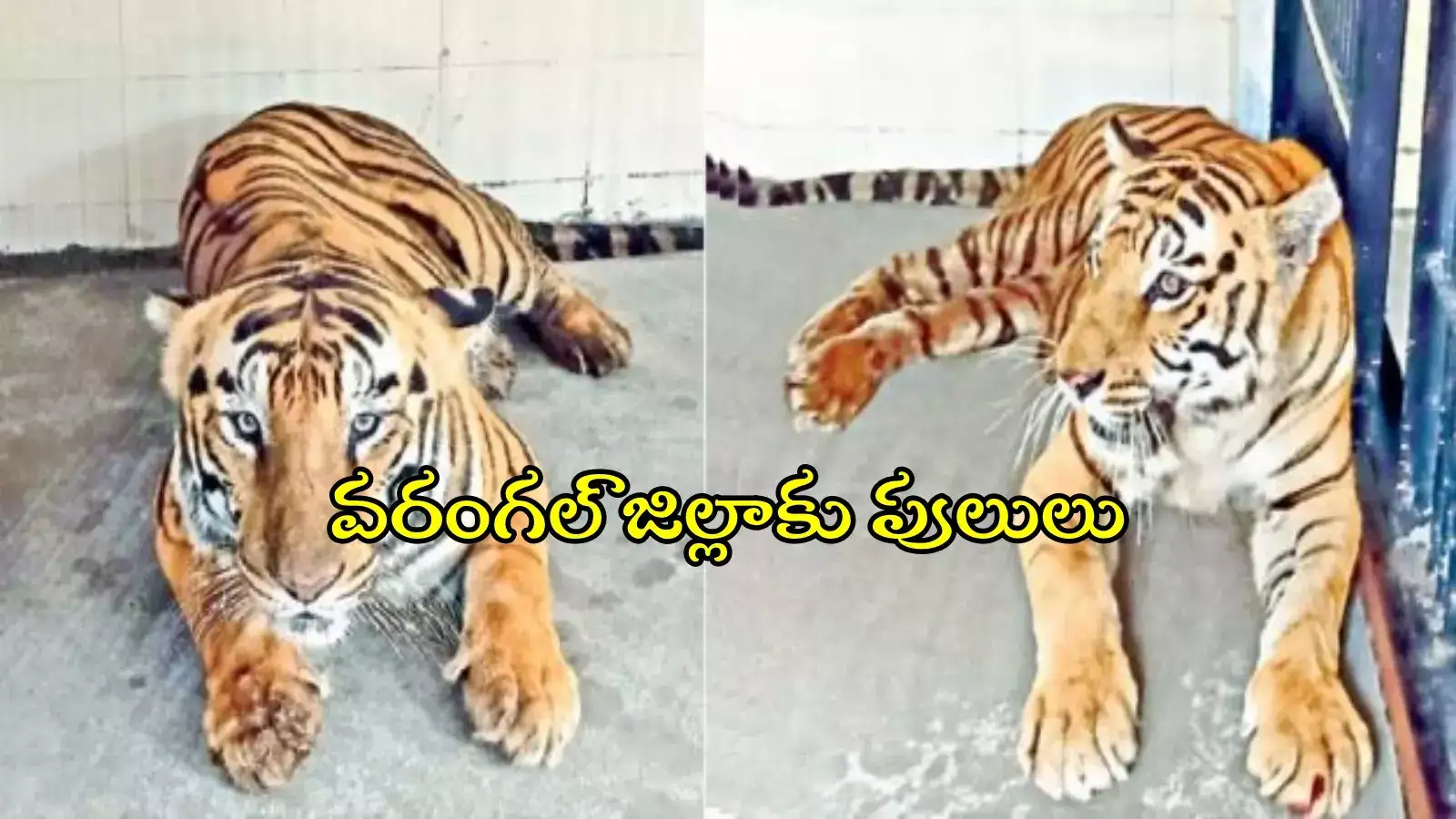 వరంగల్: కాకతీయ జూ పార్క్‌కు రెండు పులులు తరలింపు