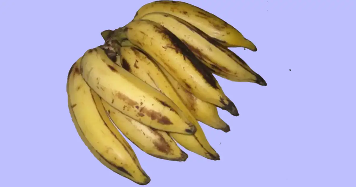 Kerala Banana,Kerala Banana: നേന്ത്രപ്പഴം ഒരു മാജിക് ഫ്രൂട്ട്, കാരണം ...