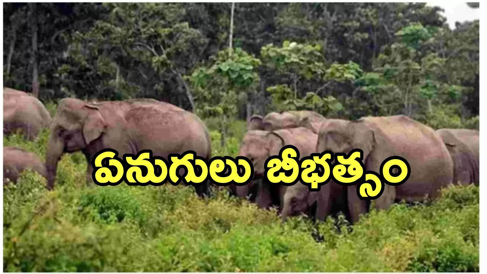 Tirupati: టీడీపీ యువనేతను కాళ్లతో తొక్కి చంపేసిన ఏనుగులు