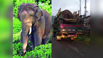 നടന്ന് നടന്ന് അരിക്കൊമ്പൻ; നാലു ദിവസം കൊണ്ട് സഞ്ചരിച്ചത് 40 കിലോമീറ്റർ; കേരളത്തിൽ തിരിച്ചെത്തി