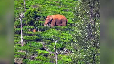 அரிசி கொம்பன் இறங்கிட்டான்... தமிழக எல்லையில் பதற்றம்... மேகமலை மக்களுக்கு எச்சரிக்கை!