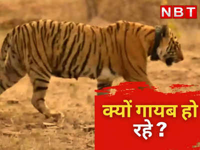 राजस्थान के मुकन्दरा ने खोए तीन साल में दस बाघ-बाघिन और शावक,जानिए इसके पीछे क्या है बड़ी वजह