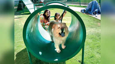 Dog Park: कुत्ते-बिल्लियों के लिए नोएडा अथॉरिटी ने बनाया पहला पार्क, Pets को मिलेगी कैंटीन-क्लिनिक की सुविधा
