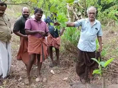 വയോധികനെ കുത്തി വീഴ്ത്തിയ കാട്ടുപന്നിയെ പഞ്ചായത്ത് പ്രസിഡന്‍റിന്‍റെ നേതൃത്വത്തിൽ വെടിവെച്ചു കൊന്നു