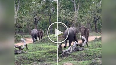 २ हत्तींमध्ये झालं भयंकर युद्ध, मारली अशी टक्कर की हत्ती दोन पायांवरून उडाला