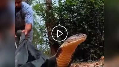 Cobra Video: कार में छिपा बैठा था 15 फिट लंबा किंग कोबरा, कड़ी मशक्कत के बाद किया गया रेस्क्यू, देखिए Viral Video