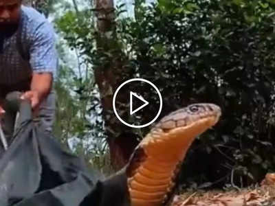 Cobra Video: कार में छिपा बैठा था 15 फिट लंबा किंग कोबरा, कड़ी मशक्कत के बाद किया गया रेस्क्यू, देखिए Viral Video