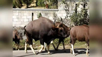 கொடைக்கானலில் விபரீத சம்பவம் - காட்டெருமை தாக்கி சென்ட்ரிங் கடை ஊழியர் படுகாயம்