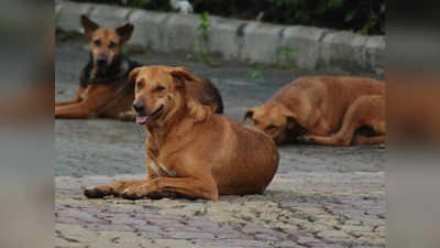 Delhi Dog Census: दिल्ली में 13 साल बाद होगी कुत्तों की गिनती, काटने की घटनाएं बढ़ने के बाद लिया फैसला