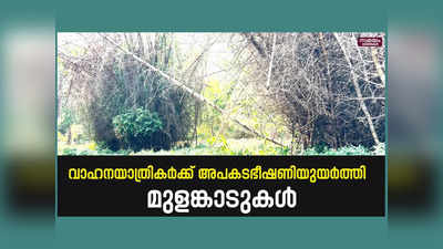 യാത്രക്കാര്‍ക്ക് ഭീഷണിയായി വയനാട്ടിലെ ഉണങ്ങിയ മുളങ്കാടുകള്‍, വീഡിയോ കാണാം