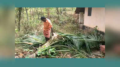 ഭീതി പരത്തി വിലങ്ങാട് ചിറ്റാരിയിൽ വീണ്ടും കാട്ടാനകളിറങ്ങി, വ്യാപക കൃഷി നാശം