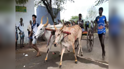 தூத்துக்குடியில் நடைபெற்ற கொடை விழா;களைகட்டிய  மாட்டு வண்டி பந்தயம்!