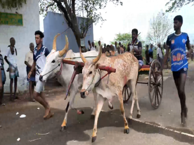 தூத்துக்குடியில் நடைபெற்ற கொடை விழா;களைகட்டிய  மாட்டு வண்டி பந்தயம்!