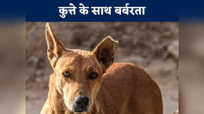 Durg News: सोसायटी में कुत्ते को रोज खाना खिलाती थी एक महिला, गार्ड ने डॉग के साथ की ऐसी बेरहमी की हर कोई हैरान