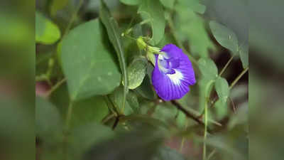 Neele Phool ke Upay: नीले रंग का यह फूल है बेहद लाभकारी, तांत्रिक भी मानते हैं इसे चमत्कारी