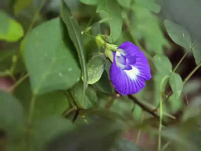 Neele Phool ke Upay: नीले रंग का यह फूल है बेहद लाभकारी, तांत्रिक भी मानते हैं इसे चमत्कारी