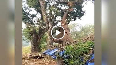 Hathi Ka Video: कटहल तक नहीं पहुंच रही थी हाथी की सूंड, फिर गजराज ने कमाल का जुगाड़ लगा दिया