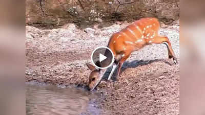 Crocodile vs Deer Video: पानी में छिपकर बैठा था मगरमच्छ, जैसे ही किया हमला तो हिरण ने उसे अपनी शक्ति दिखा दी