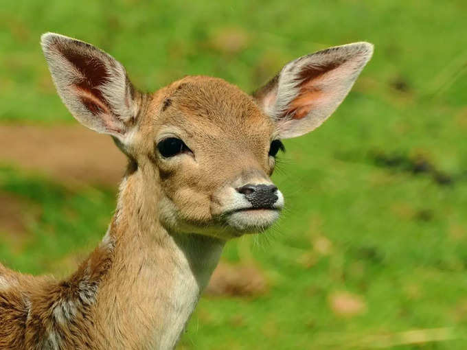 ಬಂಡೀಪುರ ನ್ಯಾಷನಲ್ ಪಾರ್ಕ್‌