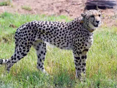 Cheetah News: कूनो के खुले जंगल में छोड़े जाएंगे पांच और चीते, बाहर जाने की भी रहेगी आजादी