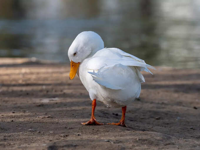 Birds And Animals