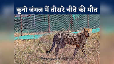 Cheetah Death News: कूनो नेशनल पार्क में दो चीतों में फाइट, दक्षिण अफ्रीका से आई दक्षा की मौत
