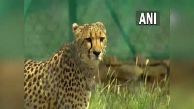 South African Cheetah: ಕುನೋ ರಾಷ್ಟ್ರೀಯ ಉದ್ಯಾನದಲ್ಲಿ ಮತ್ತೊಂದು ಚೀತಾ ಸಾವು: 3 ತಿಂಗಳಲ್ಲಿ ಮೂರನೇ ಬಲಿ