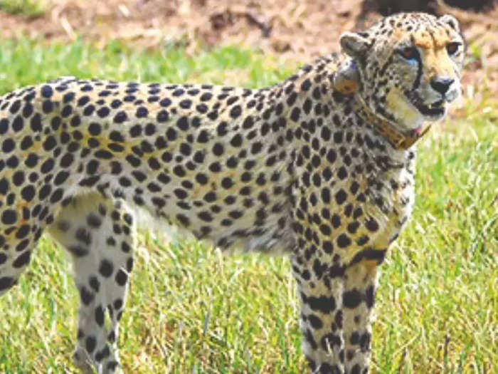 Cheetah Death