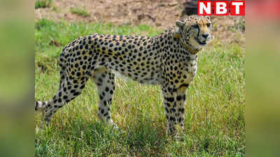 MP News: चीता, बाघ, शावक...मध्य प्रदेश में रुक नहीं रहा जंगली जानवरों की मौत का सिलसिला