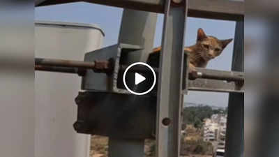 Cat Climbs On Mobile Tower: मोबाइल टावर पर चढ़कर बैठ गई बिल्ली, शख्स ने जान जोखिम में डालकर यूं किया रेस्क्यू