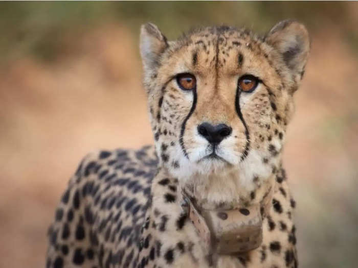 Cheetah Daksha
