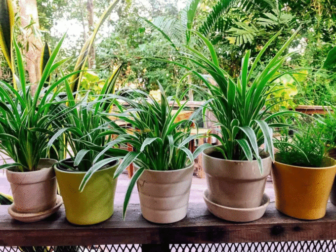 चौथा फेंग शुई टिप्‍स: इन पौधों से लाएं गुडलक