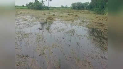 கூத்தக்குடியில் தொடர் மழை; 100 ஏக்கர் நெற்பயிர்கள் நாசம்... நிவாரணம் வழங்க விவசாயிகள் வேண்டுகோள்!