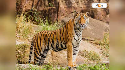 Royal Bengal Tiger : অতিথি আসছে বর্ধমানে! ফিসফাস শহরের অলিতে গলিতে