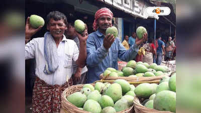 Mango Tree : মালদাকে জোর টক্কর! নদিয়ার আম পাড়ি দিচ্ছে ভিন রাজ্যেও