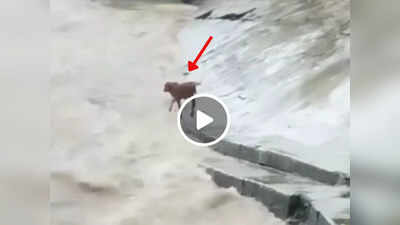 Calf Rescue Video: नदी में फंसे बछड़े को बचाने के लिए शख्स ने लगा दी जान की बाजी, देखिए खतरनाक रेस्क्यू का Video