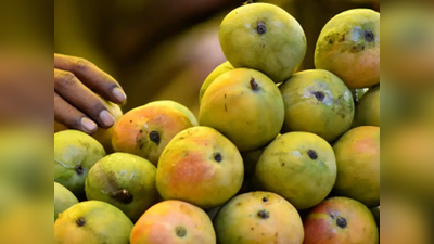 tips to find organic mangoes : கல் வெச்சு பழுத்த மாம்பழம் Vs இயற்கையா பழுத்த மாம்பழம் - எப்படி கண்டுபிடிக்கிறது?